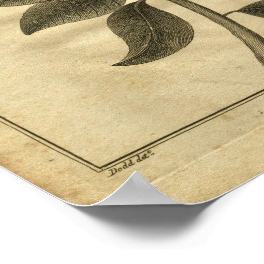 1817 Jesuits Bark Tree Culpeper Herbal Print Poster (Ecke)