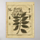 1817 Jesuits Bark Tree Culpeper Herbal Print Poster (Vorne)