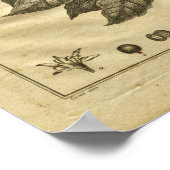 1817 Kaffeebäume Kulturpfleger Kräuterwerbung Poster (Ecke)