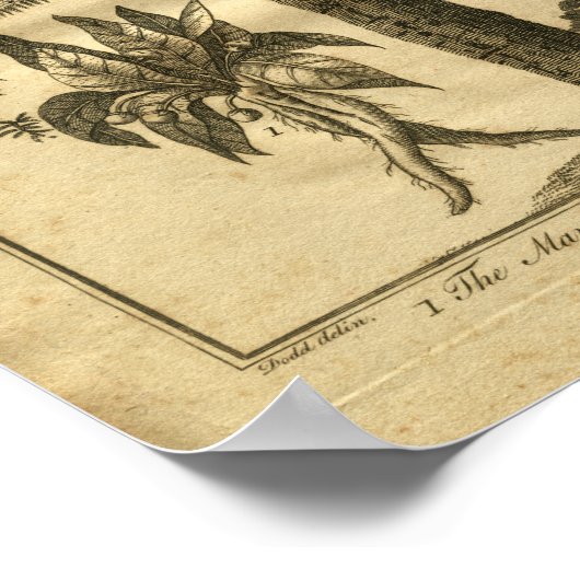 1817 Mandrake Culpeper Herbal Print Poster (Ecke)