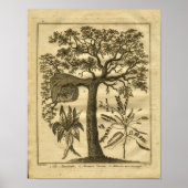 1817 Mandrake Culpeper Herbal Print Poster (Vorne)