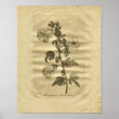 1817 Marsh Mallows Culpeper Herbal Print Poster (Vorne)