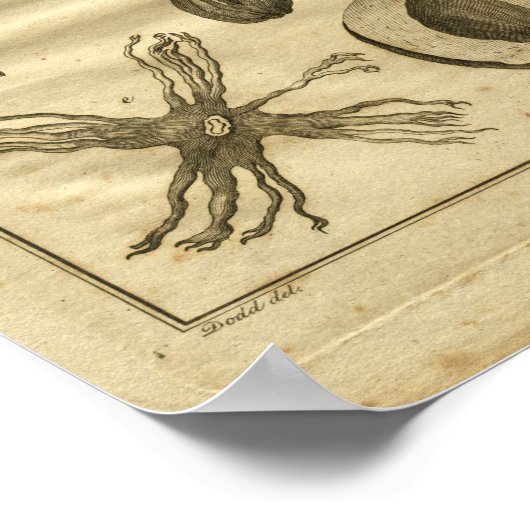 1817 Nutmeg Tree Culpeper Herbal Print Poster (Ecke)