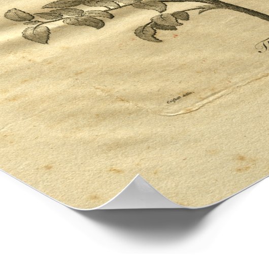 1817 Tea Tree Culpeper Herbal Print Poster (Ecke)