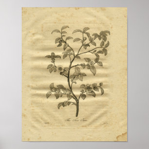 1817 Tea Tree Culpeper Herbal Print Poster