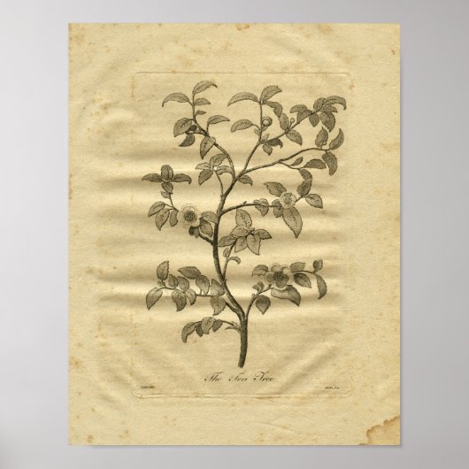 1817 Tea Tree Culpeper Herbal Print Poster (Vorne)