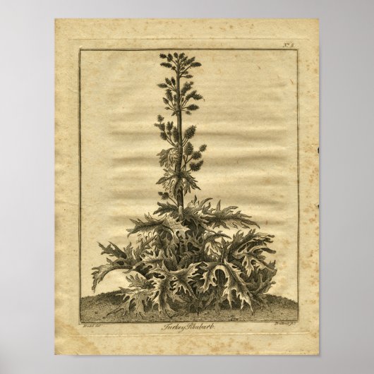 1817 Türkei Rhubarb Culpeper Herbal Print Poster (Vorne)