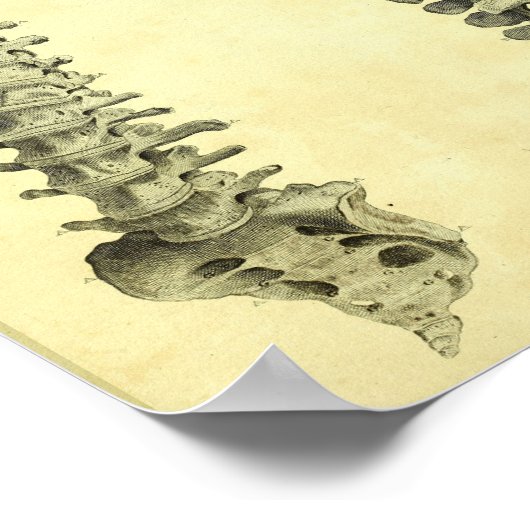 1824 Anatomie der menschlichen Wirbelsäule Druck Poster (Ecke)