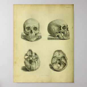 1824 Anatomie-Druck menschlicher Schädel Poster