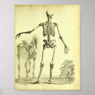 1824 Skelett Anatomie Druck von Mensch und Pferd Poster