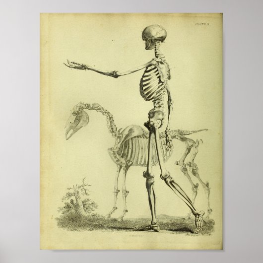 1824 Skeletton Human and Horse Anatomy Print Poster (Vorne)