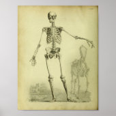 1824 Skeletton Human and Horse Anatomy Print Poster (Vorne)