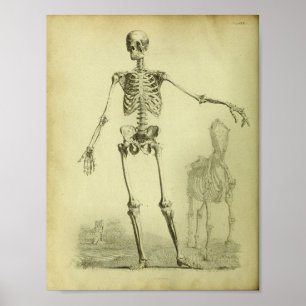 1824 Skeletton Human and Horse Anatomy Print Poster