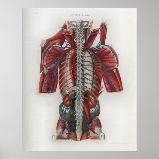 1833 Anatomie-Poster für Vintage Rückenschmerzen Poster (Vorne)