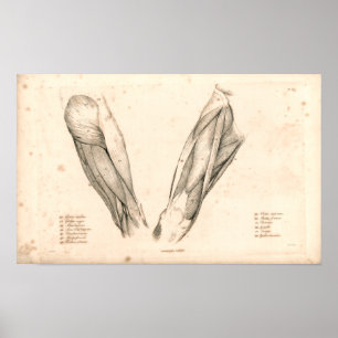 1833 Muscles of Leg Vintage Anatomy Print Poster