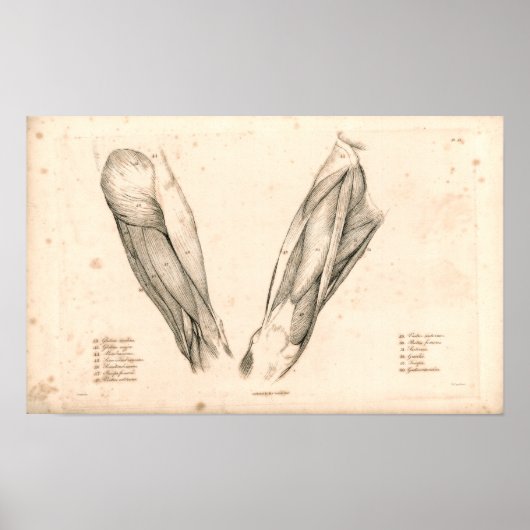 1833 Muskeln der Vintagen Anatomie der Leg Poster (Vorne)