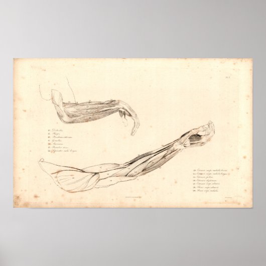 1833 Muskeln der Vintagen Anatomie des Arms drucke (Vorne)