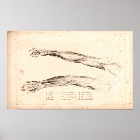 1833 Muskeln der Vintagen Anatomie des Arms drucke (Vorne)