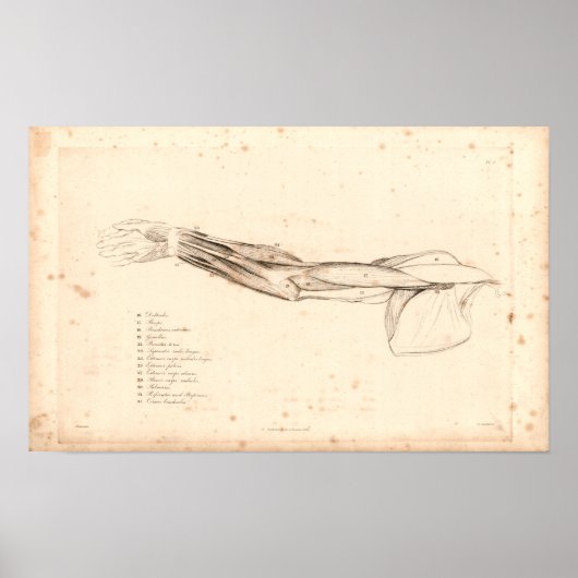 1833 Muskeln der Vintagen Anatomie des Arms drucke (Vorne)