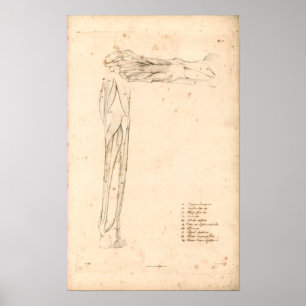 1833 Muskeln Fuß-Vintager Anatomie-Druck Poster