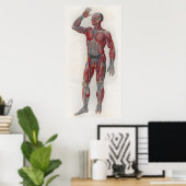1833 Vintag Muskeln Venen Anatomie Poster (Heimbüro)