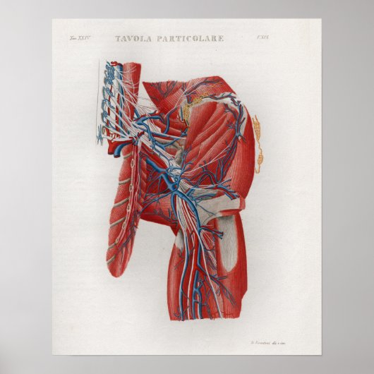 1833 Vintage Angesagte Muskeln Anatomie Poster (Vorne)