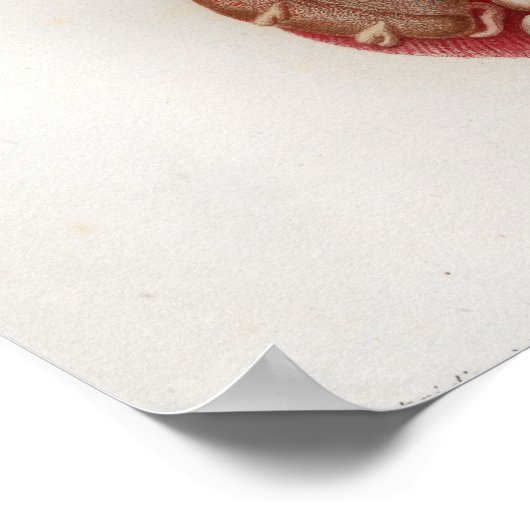 1833 Vintages Viscera Organs Anatomie Poster (Ecke)