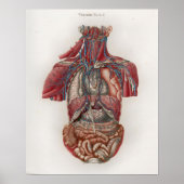 1833 Vintages Viscera Organs Anatomie Poster (Vorne)
