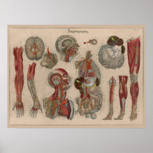 1837 Vintag Arteries Blood Anatomy Art Poster