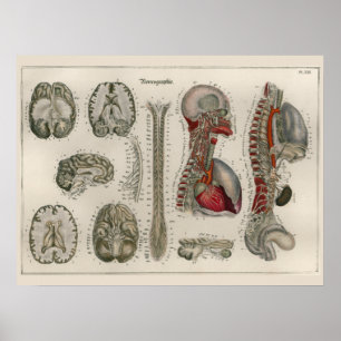 1837 Vintage Brain-Nerven Anatomie Kunstposter Poster