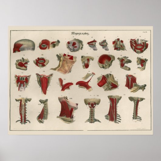 1837 Vintage Muskelanatomie Art Poster (Vorne)