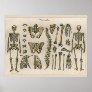 1837 Vintagelettes Skelett Wirbelsäule Anatomie Ku Poster