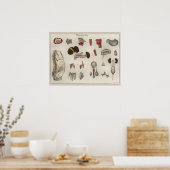 1837 Vintages Anatomie-Art-Poster Poster (Küche)