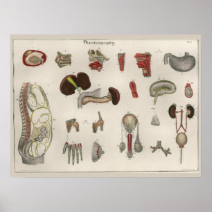 1837 Vintages Anatomie-Art-Poster Poster