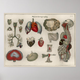 1837 Vintages interne Organ-Anatomie-Kunst-Plakat Poster