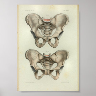 1844 Vintage Anatomie-Druck Becken Poster