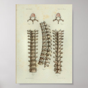 1844 Vintage Anatomie-Druck Brustwirbelsäule Poster
