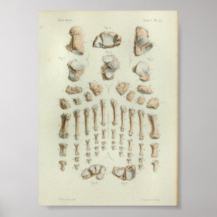 1844 Vintage Anatomie-Druck-Fuß-Knochen Poster