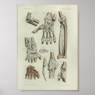 1844 Vintage Anatomie-Druck-Gelenk-Artikulationen Poster