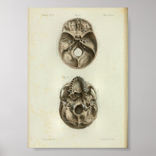 1844 Vintage Anatomie-Druck Menschlicher Schädel Poster