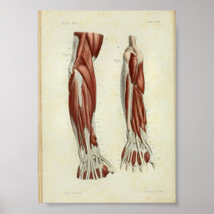 1844 Vintage Anatomie-Druck Muskeln Arm Poster