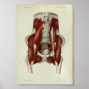 1844 Vintage Anatomie Druck Muskeln Becken Poster