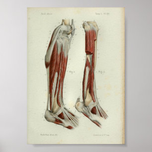 1844 Vintage Anatomie-Druck Muskeln Bein Poster