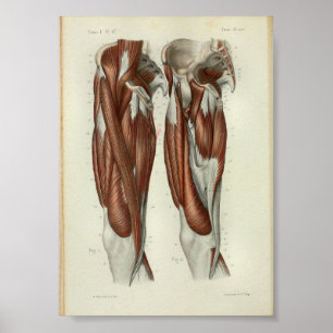 1844 Vintage Anatomie Druck Muskeln Bein Poster