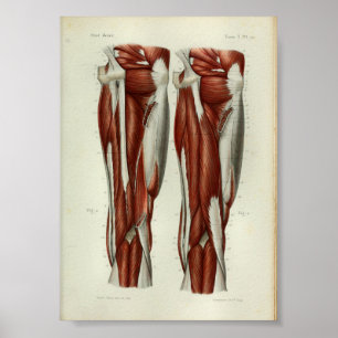 1844 Vintage Anatomie-Druck Muskeln Bein Poster
