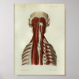 1844 Vintage Anatomie-Druck Muskeln Hals Poster
