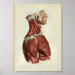 1844 Vintage Anatomie-Druck Muskeln Hals Poster