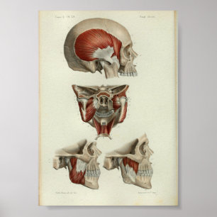 1844 Vintage Anatomie-Druck Muskeln Kiefer Poster