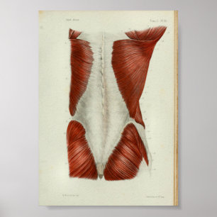 1844 Vintage Anatomie Druck Muskeln Rücken Poster