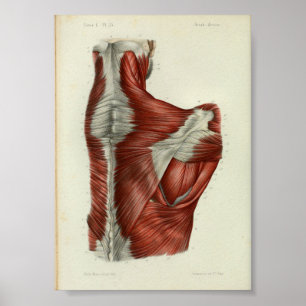 1844 Vintage Anatomie-Druck Muskeln Schulter Poster